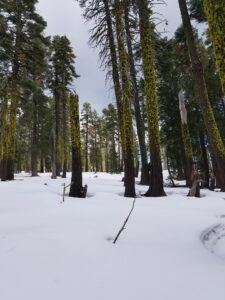 Sierra Buttes snow - Wilde Escape