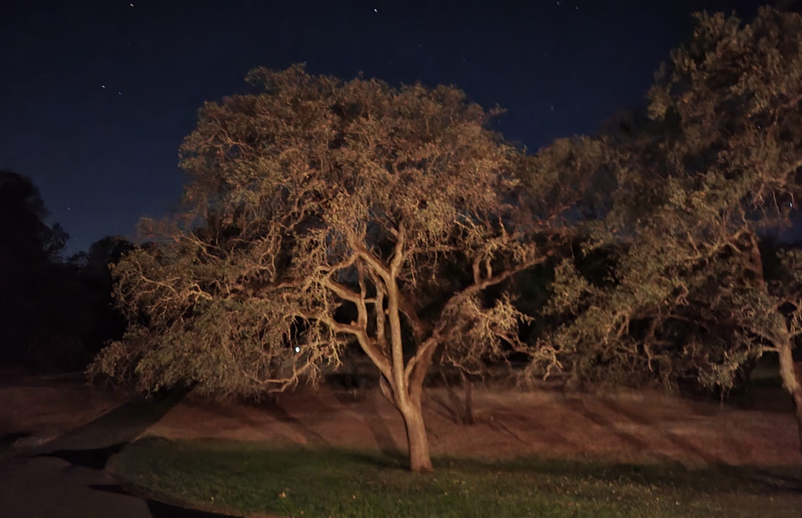tree-with-night-sky