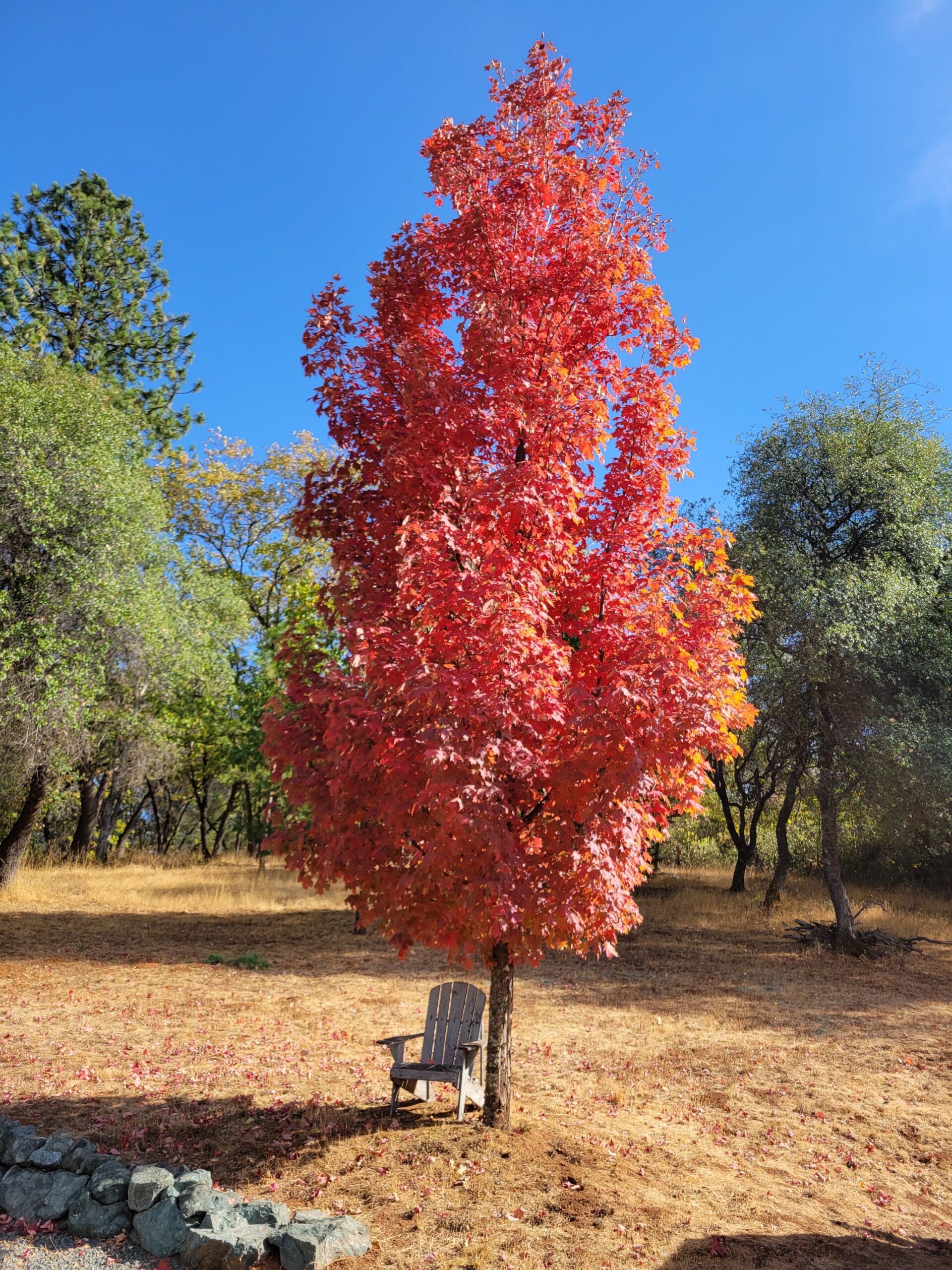 tree-fall-colors-with-seat