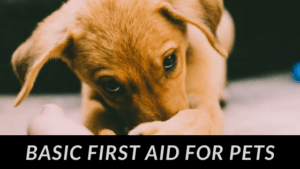 Pet First Aid - Wilde Escape