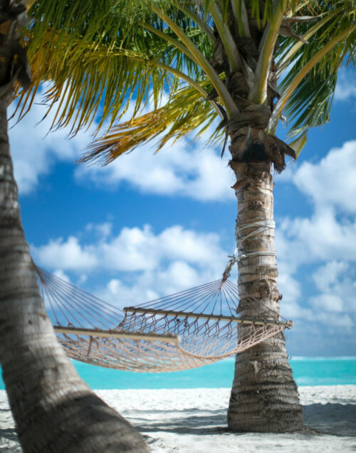 Peaceful palm trees, the ocean, and a hammock