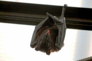 bat-hanging-upside-down