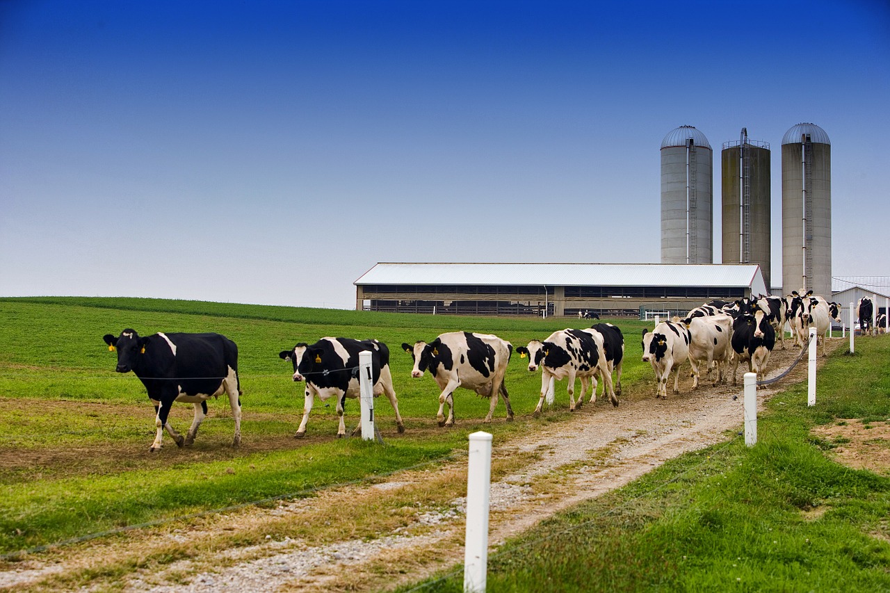 cows walking on a grass field with a farm in the background