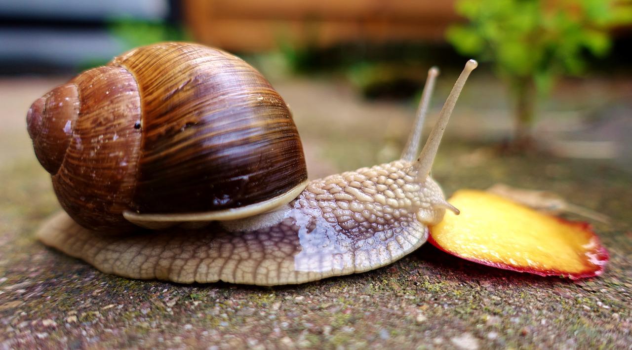 snail-picture